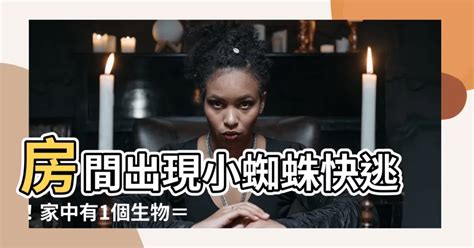 房間有小蜘蛛風水|為何家中出現小蜘蛛？5大風水含義揭秘